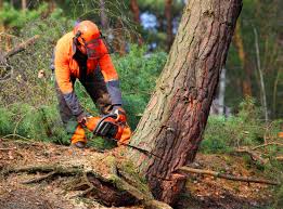 Best Tree Maintenance Programs  in Valley Green, PA