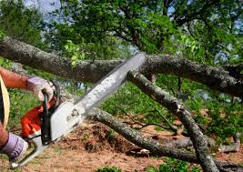 Best Fruit Tree Pruning  in Valley Green, PA