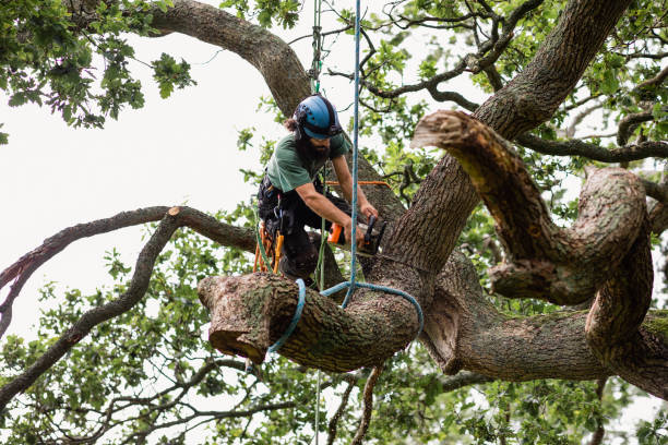 Best Tree Cabling and Bracing  in Valley Green, PA