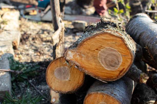 Best Tree Trimming and Pruning  in Valley Green, PA