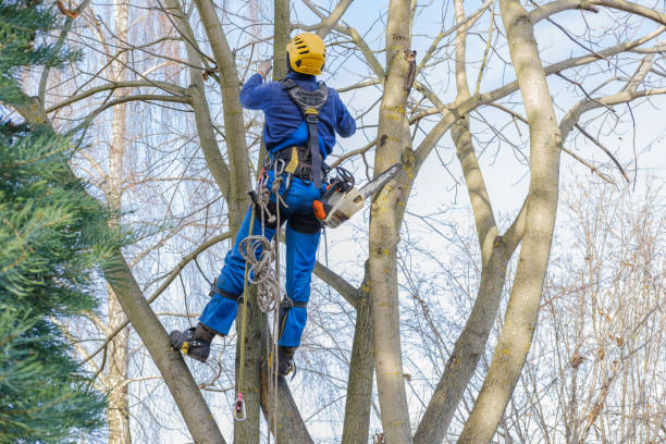 Best Tree Removal  in Valley Green, PA