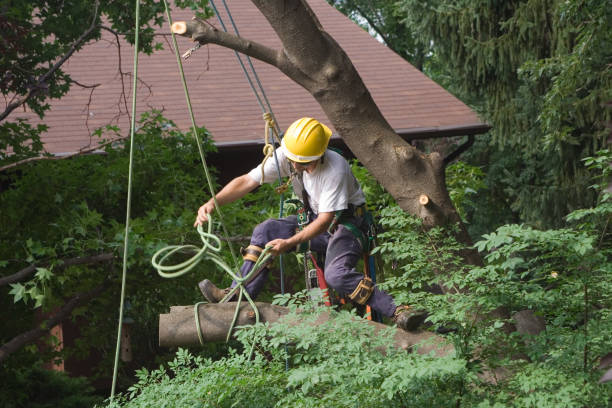 Best Storm Damage Tree Cleanup  in Valley Green, PA