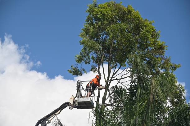 How Our Tree Care Process Works  in  Valley Green, PA