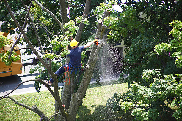 Best Palm Tree Trimming  in Valley Green, PA