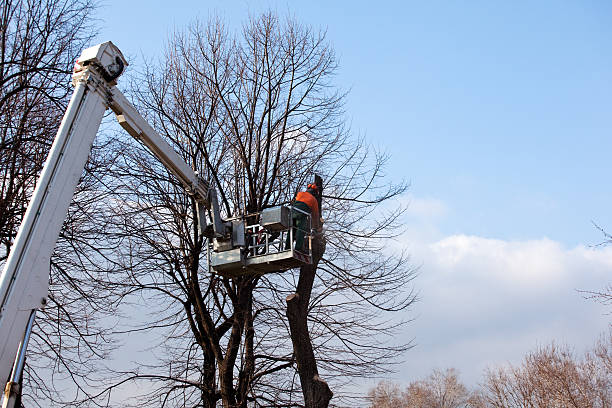 Best Stump Grinding and Removal  in Valley Green, PA