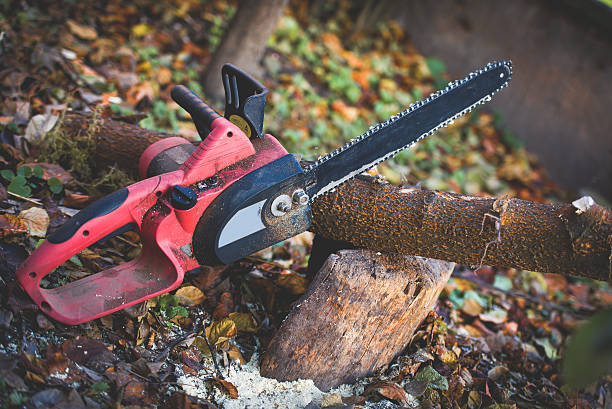 How Our Tree Care Process Works  in  Valley Green, PA