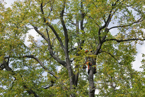 Professional Tree Care in Valley Green, PA